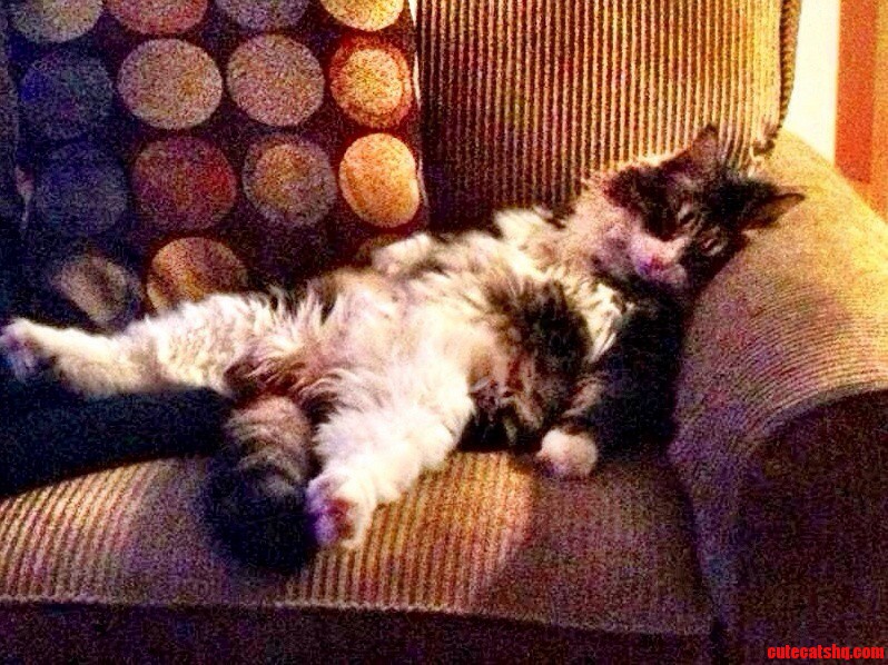I Ve Never Seen a Cat Sleep Like This My Friend Says He Does This All the Time.