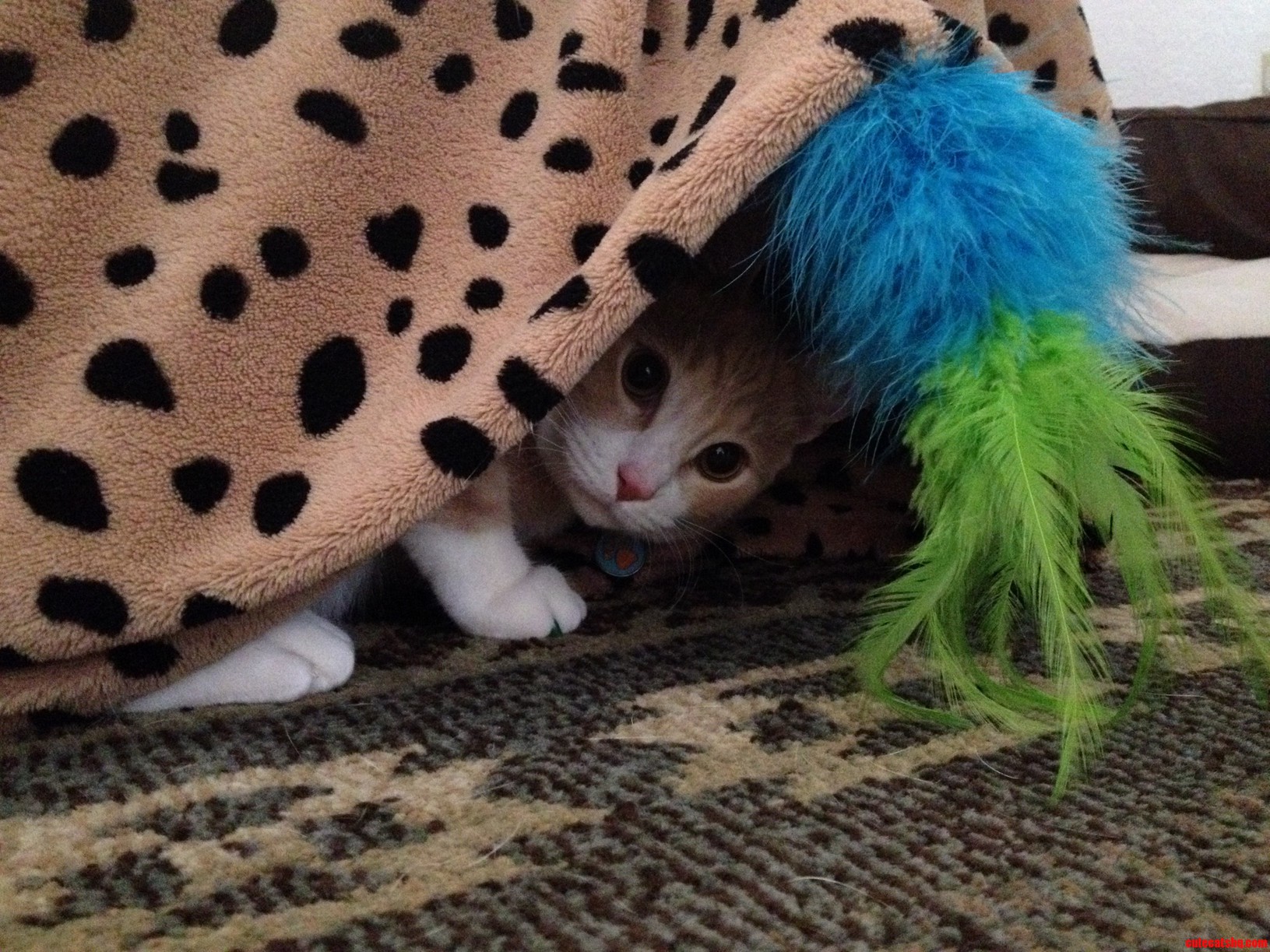 I Was Wondering Where He Disappeared To...