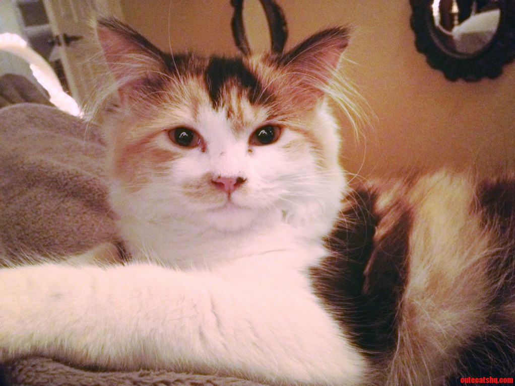 I Wish Shed Stay a Kitten Forever.