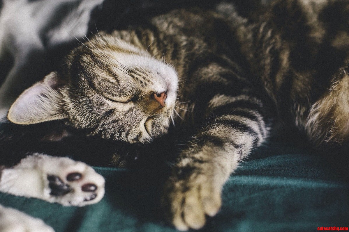 I Wonder What She Is Dreaming of