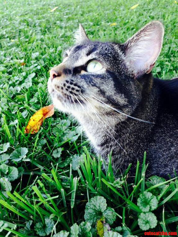 I Would Like to Share This Pic My Mom Took of My Cat Ennui During Sunnier Times.