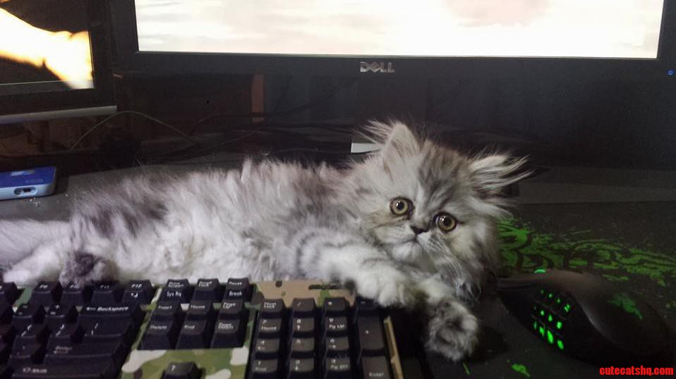 ID Like to Introduce You to Jinx