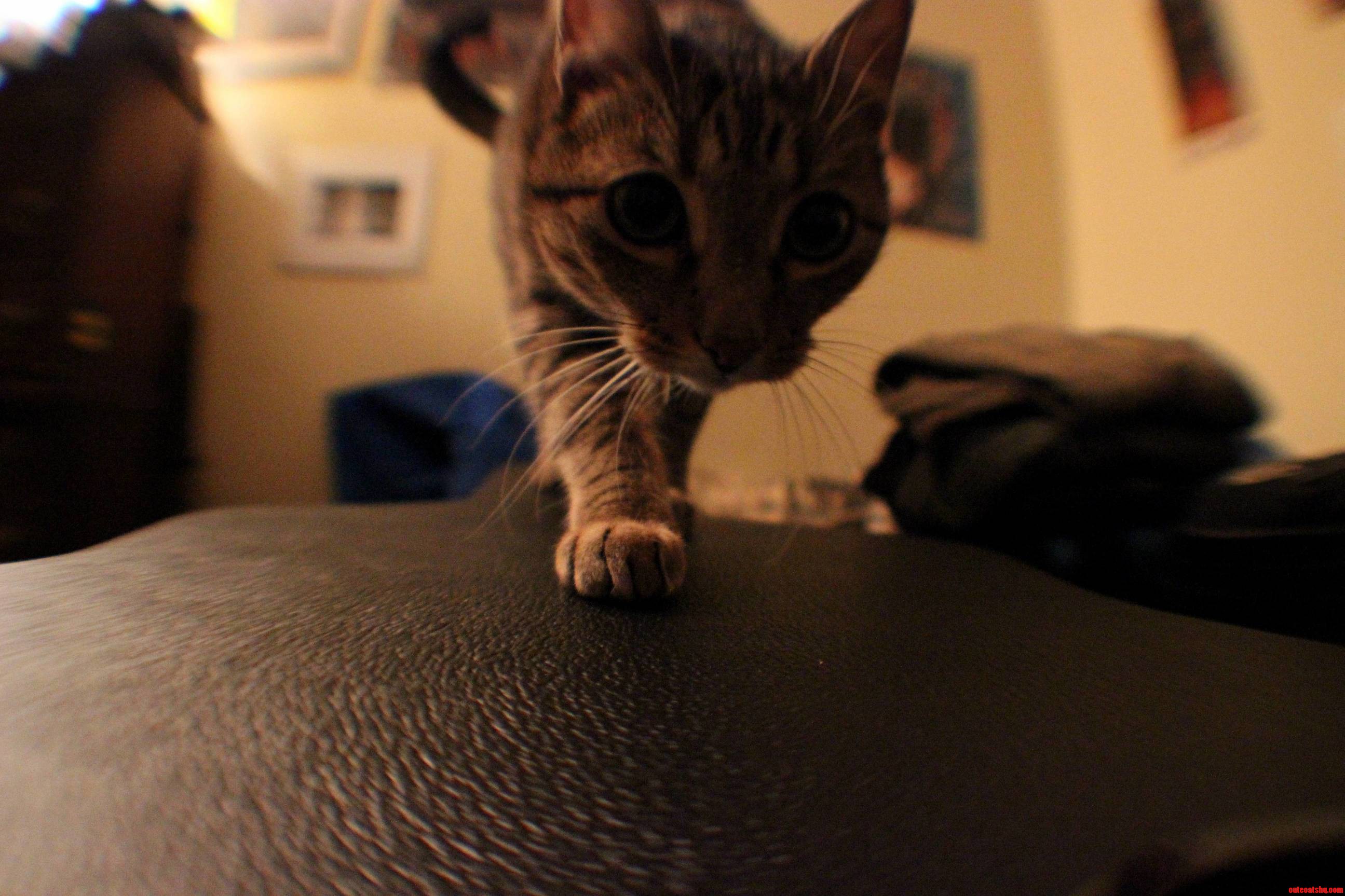 ID Like You All to Meet Fitzgerald