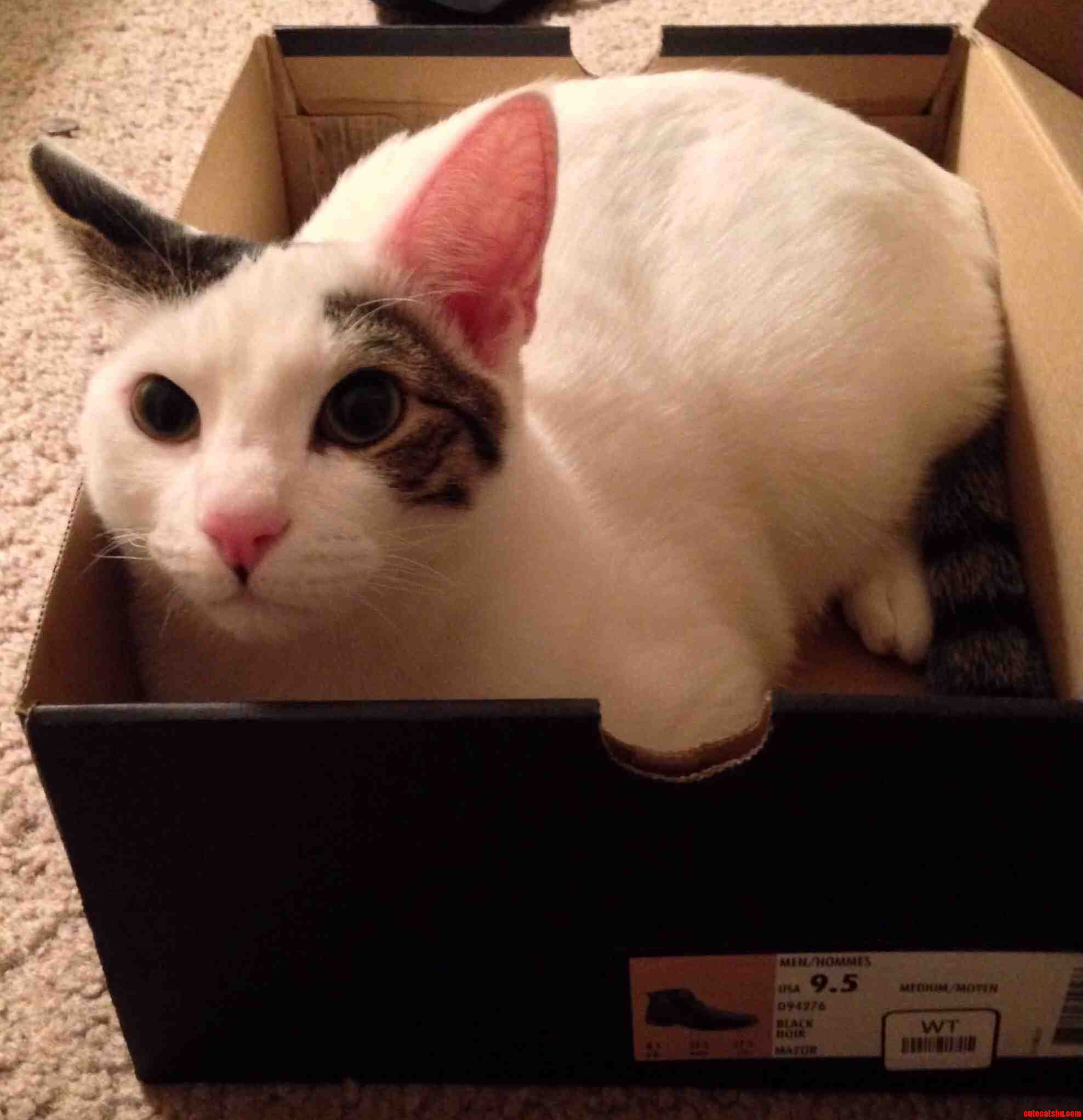 If I Fits I Sits