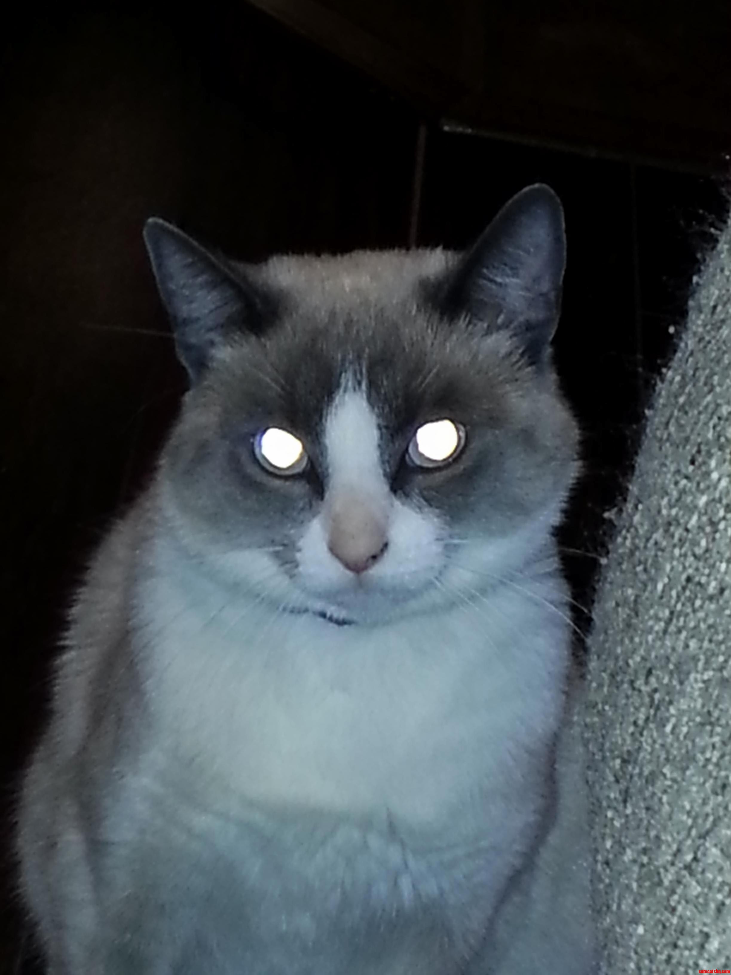 In Attack Mode at All Times