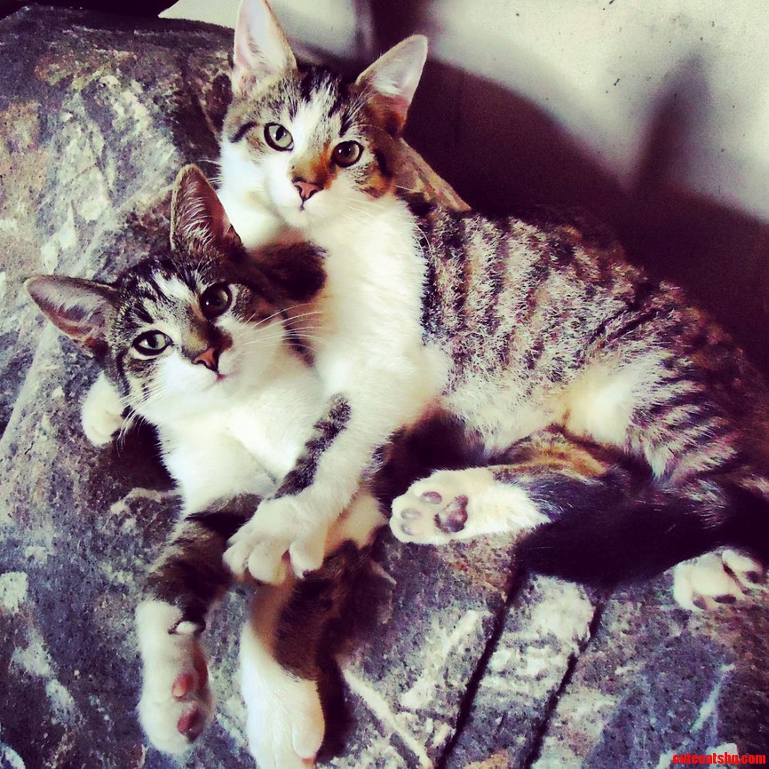 Introducing Bruce Flea and His Sister Jenny