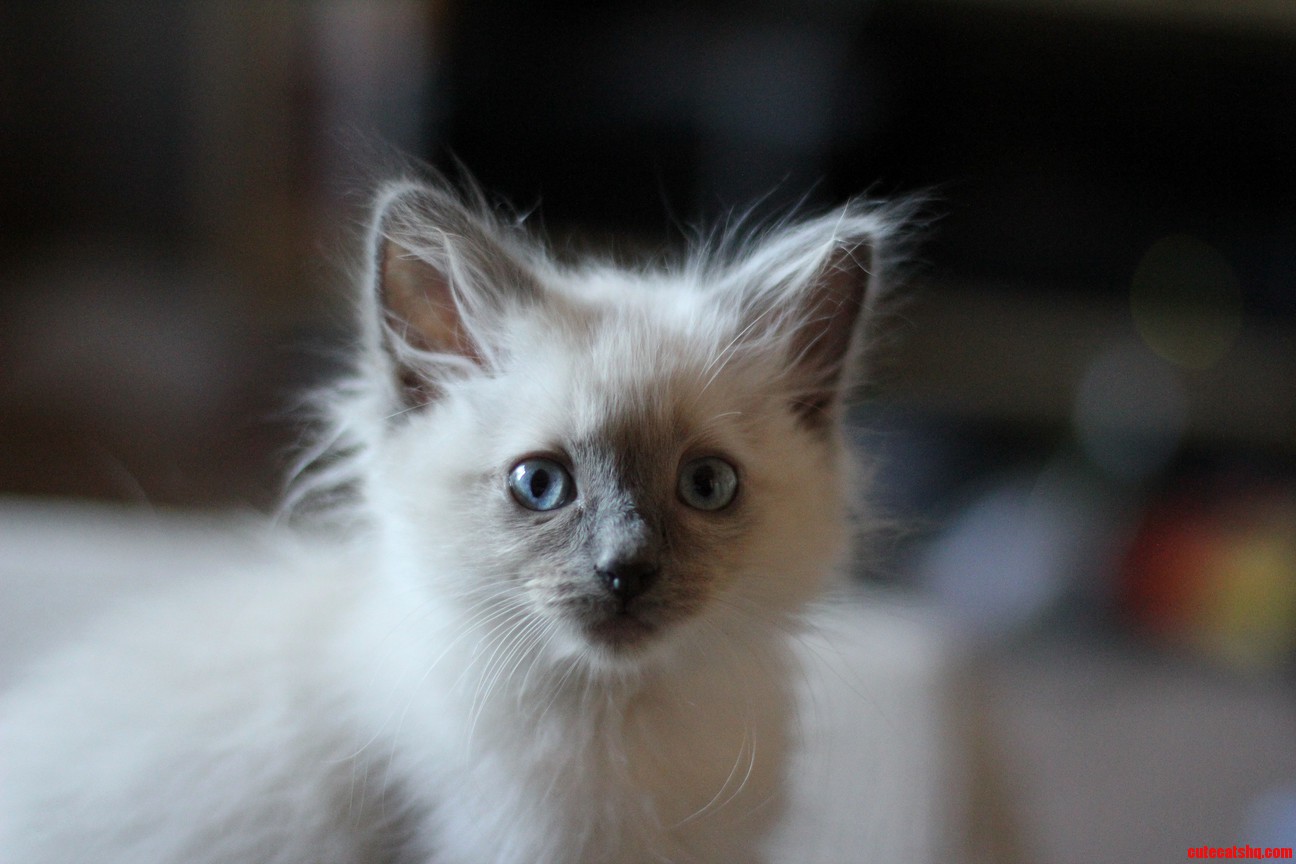 Introducing Leia
