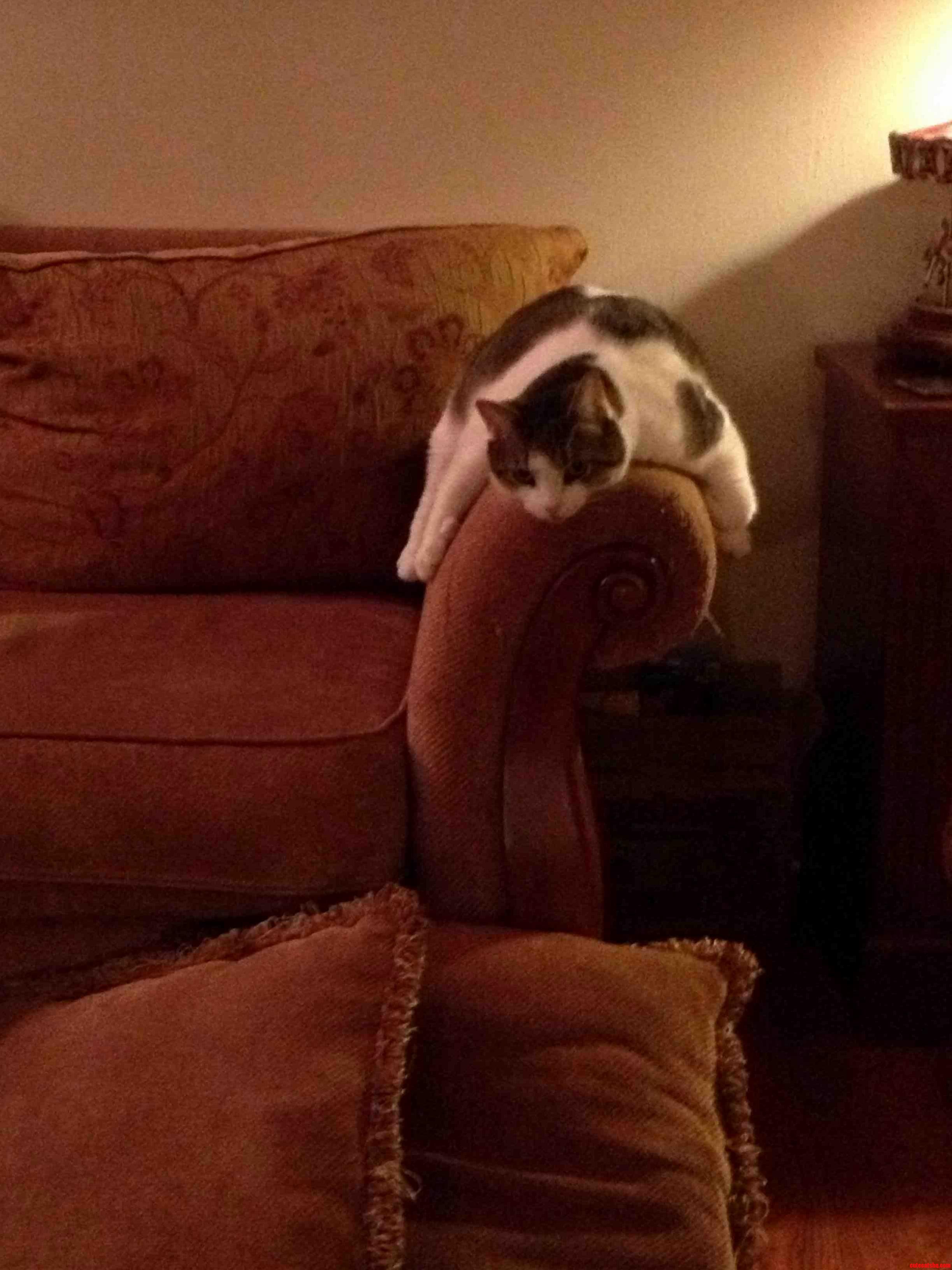 Isnt This How Everyone Sits on Couches