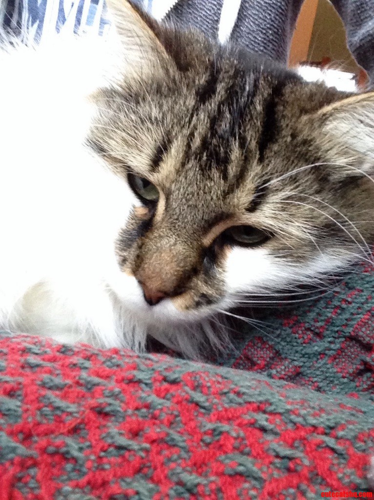Its a Lounging Around the House Kind of Day for My Kitty and I but I Guess This Is a Normal Day for Her.