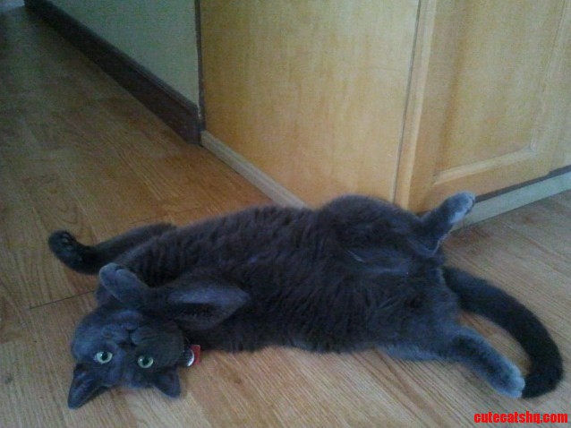 Its a Trap