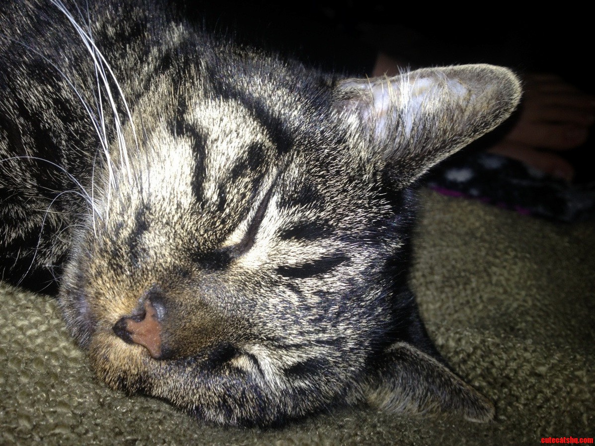 Its Always Nap Time