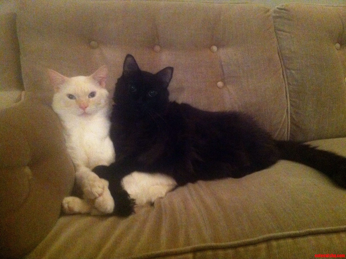 Ivory and Ebony