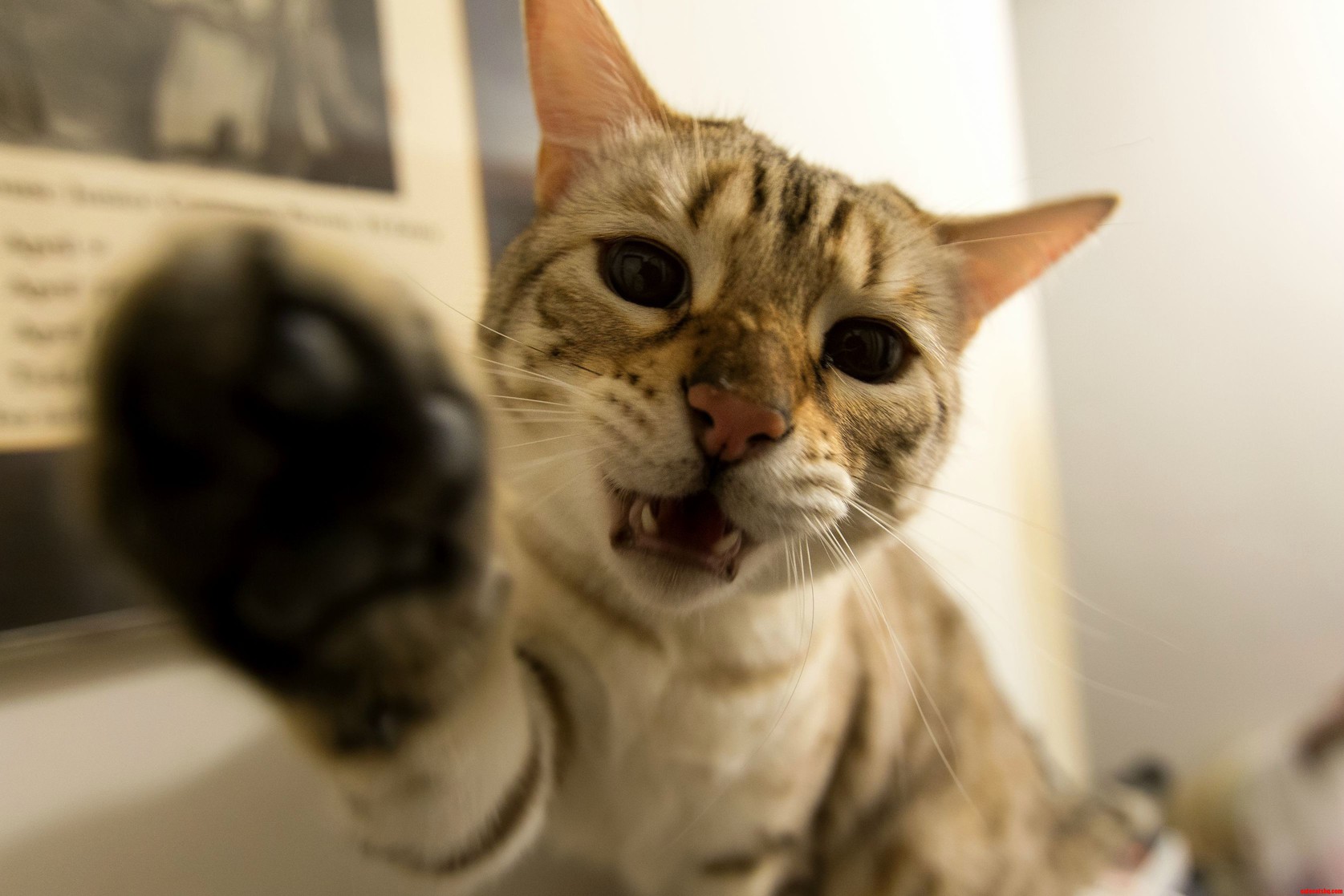 Just Got a New Camera. I Tried to Take Some Nice Pictures and My Little Dude Just Gave Me Sass.