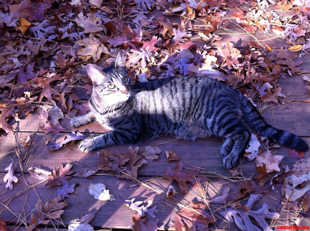 Khai Loves Leaves