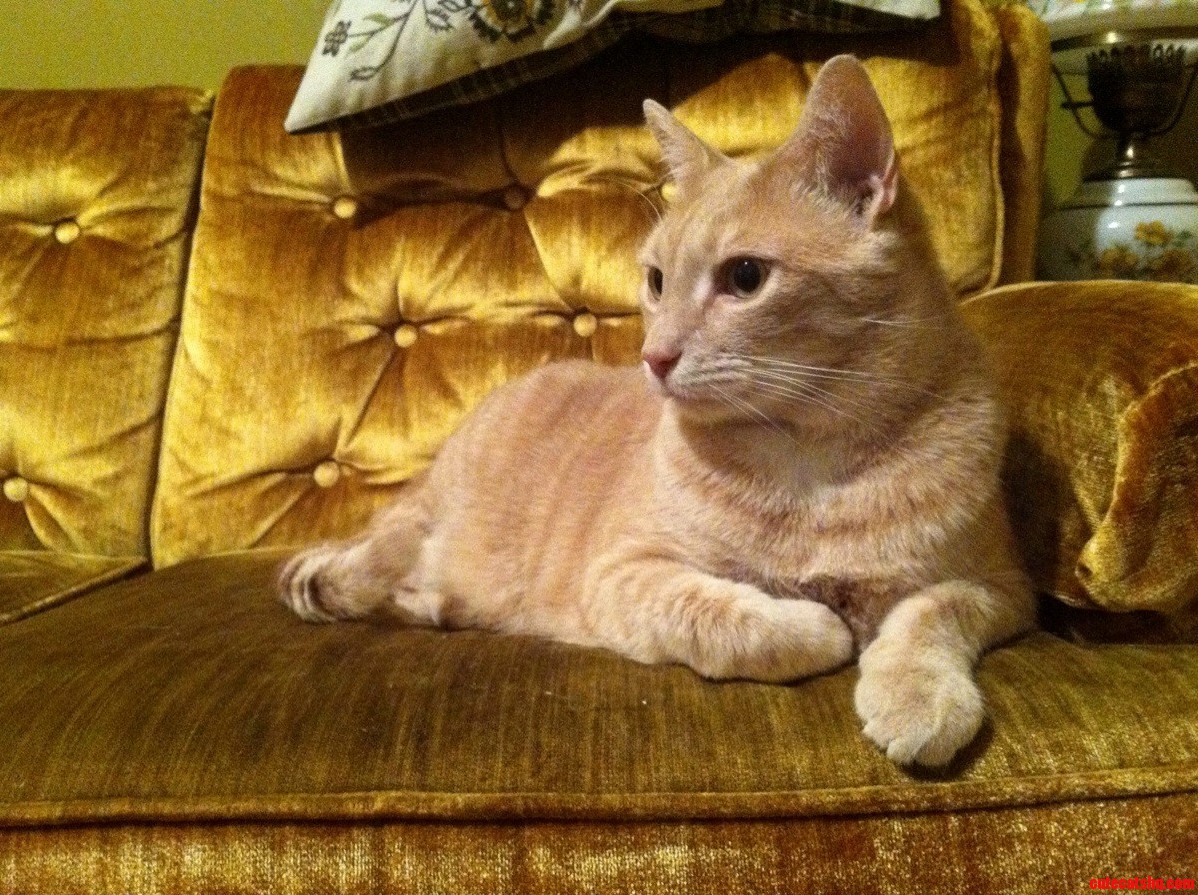 King Lipper Posing for His Portrait.