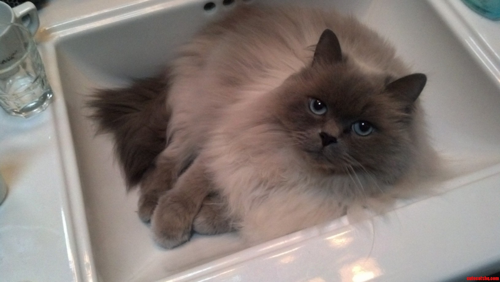 Kitty Doesnt Let Just Anyone Brush Their Teeth in the Morning