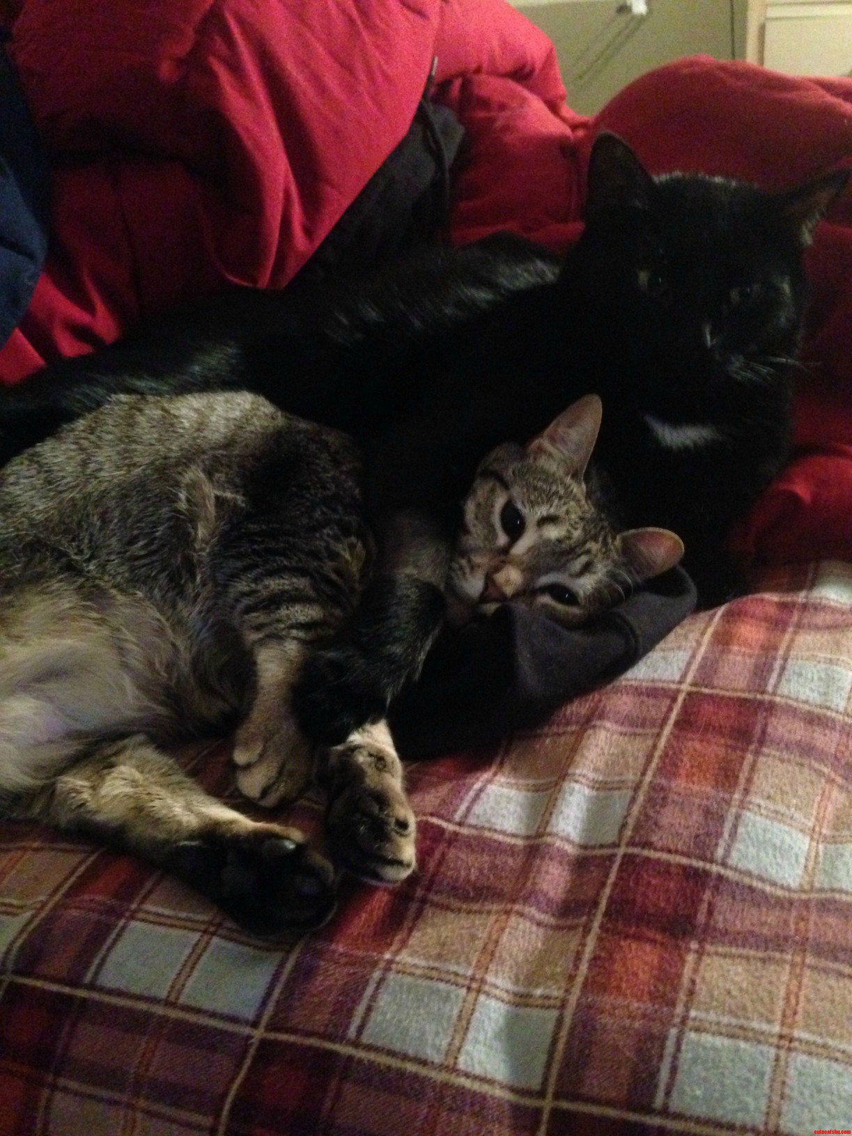 Kitty Hugs