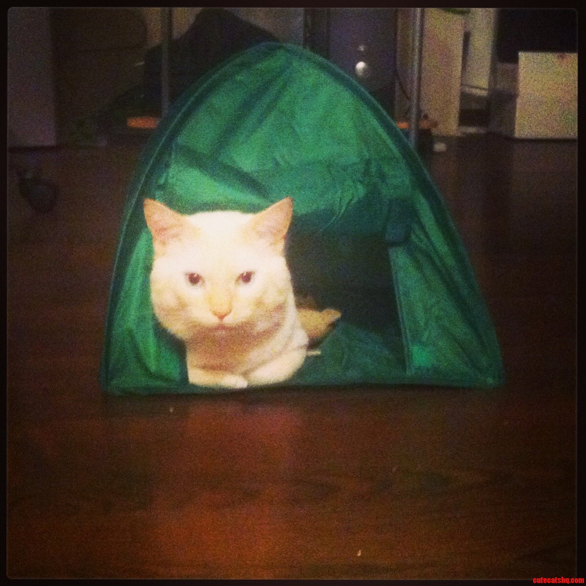 Kitty Likes to Camp.