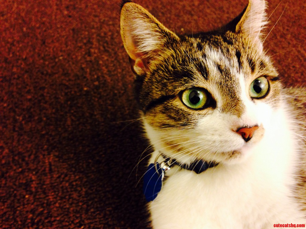 Lady Winnifred Nibbles