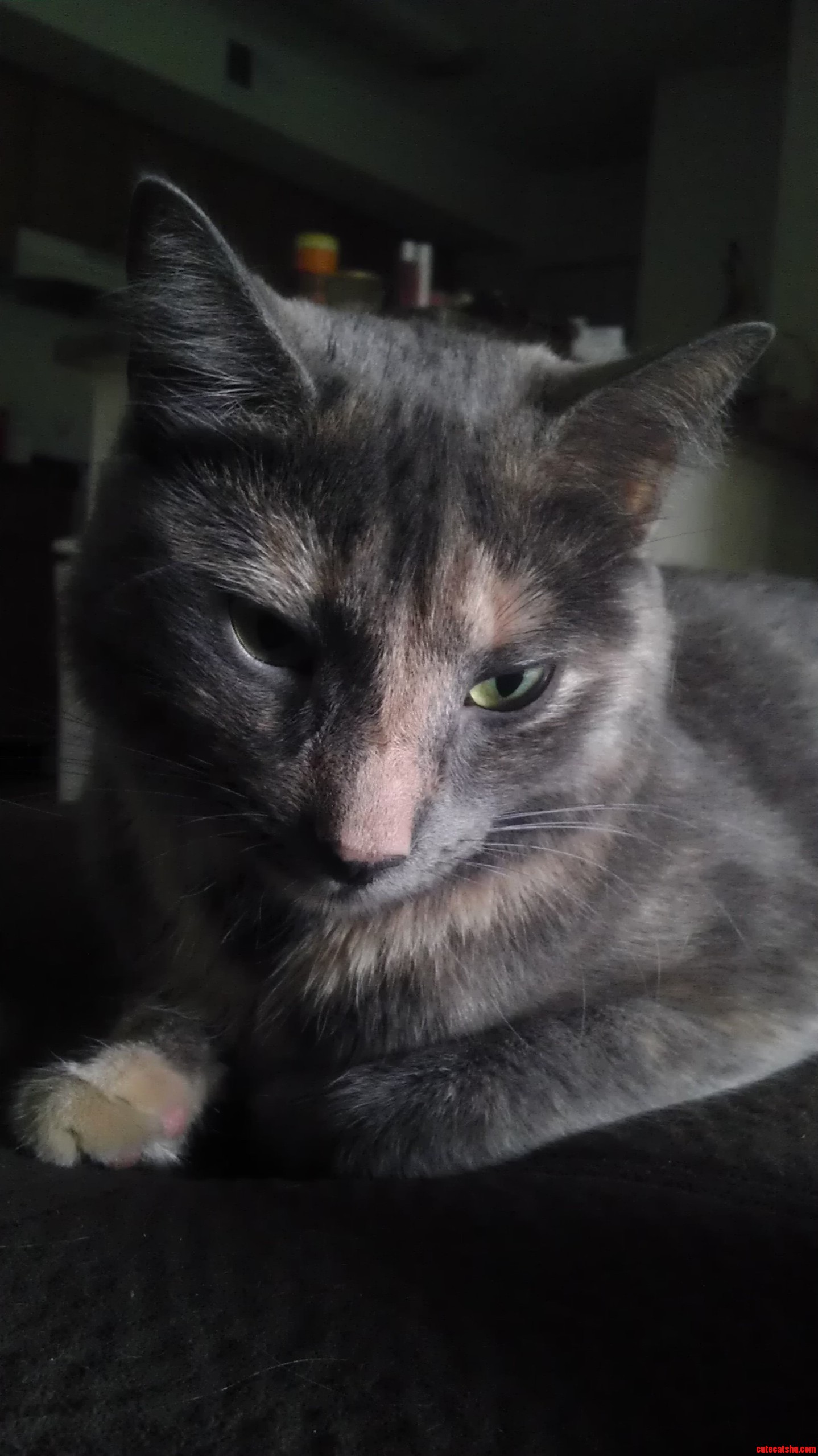 Lazy Morning with Ashe.