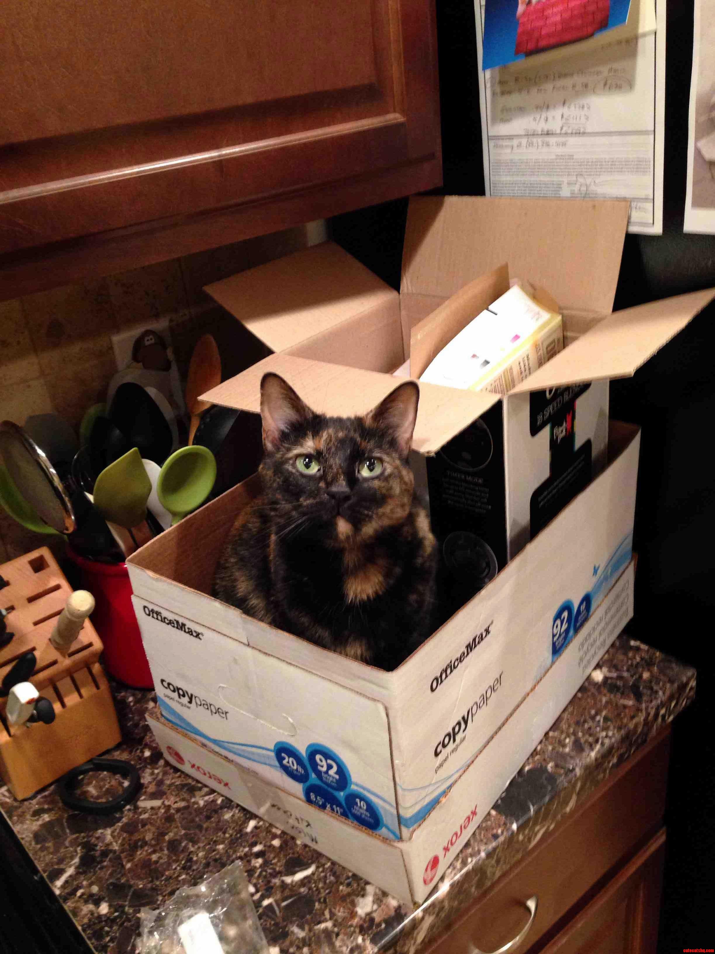Le Sigh.... at Least Shes Not Technically on the Counter