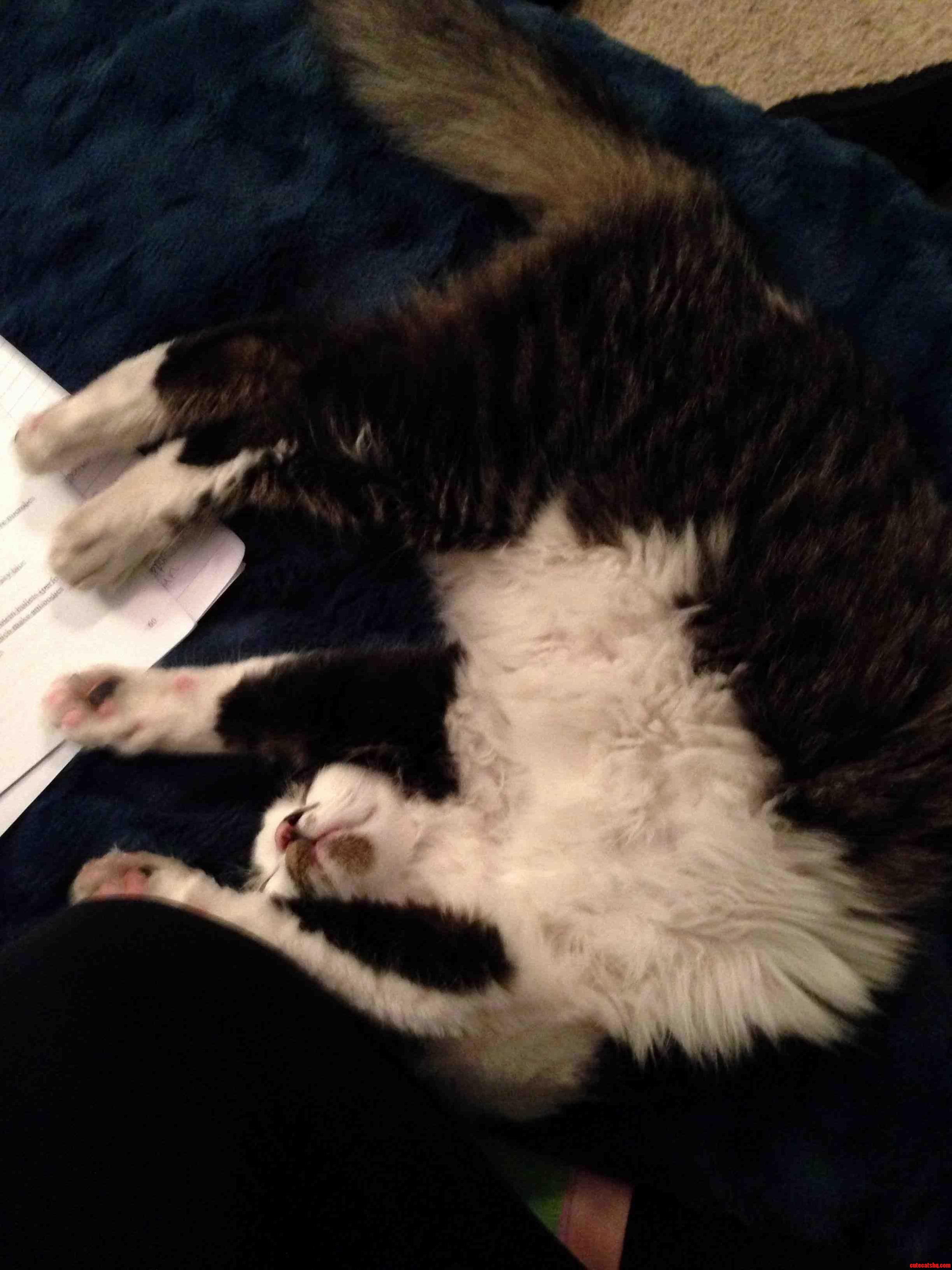 Lifes Rough for Cats