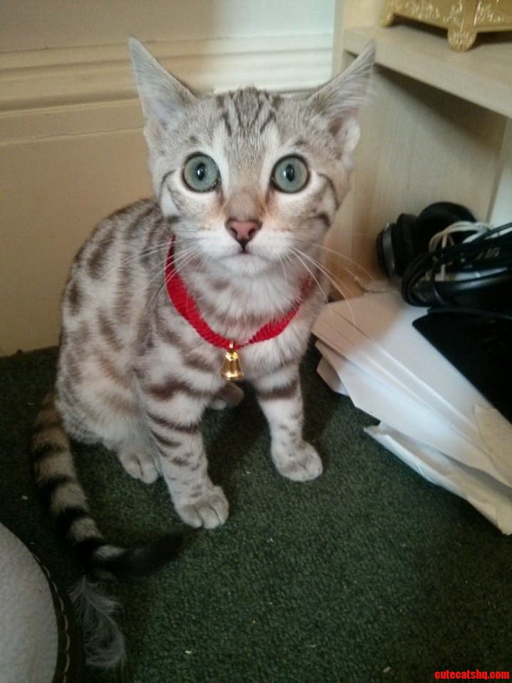 Lindt Chocolate Kitten.