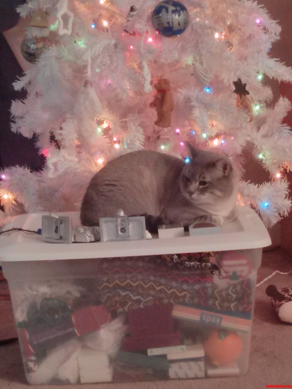 Linux Doesnt Want Us to Take Down the Christmas Tree and Decorations.