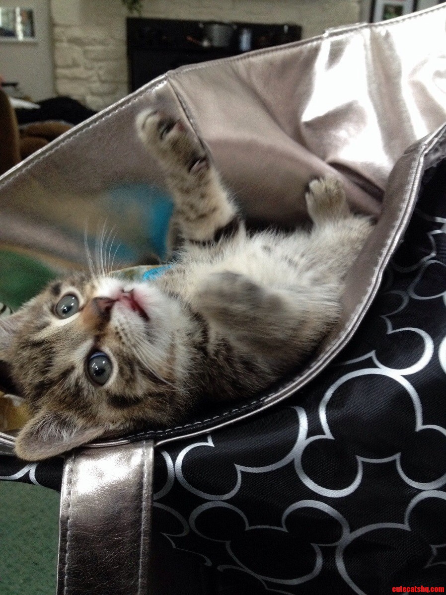 Looking to Name This Little Guy Any Suggestions