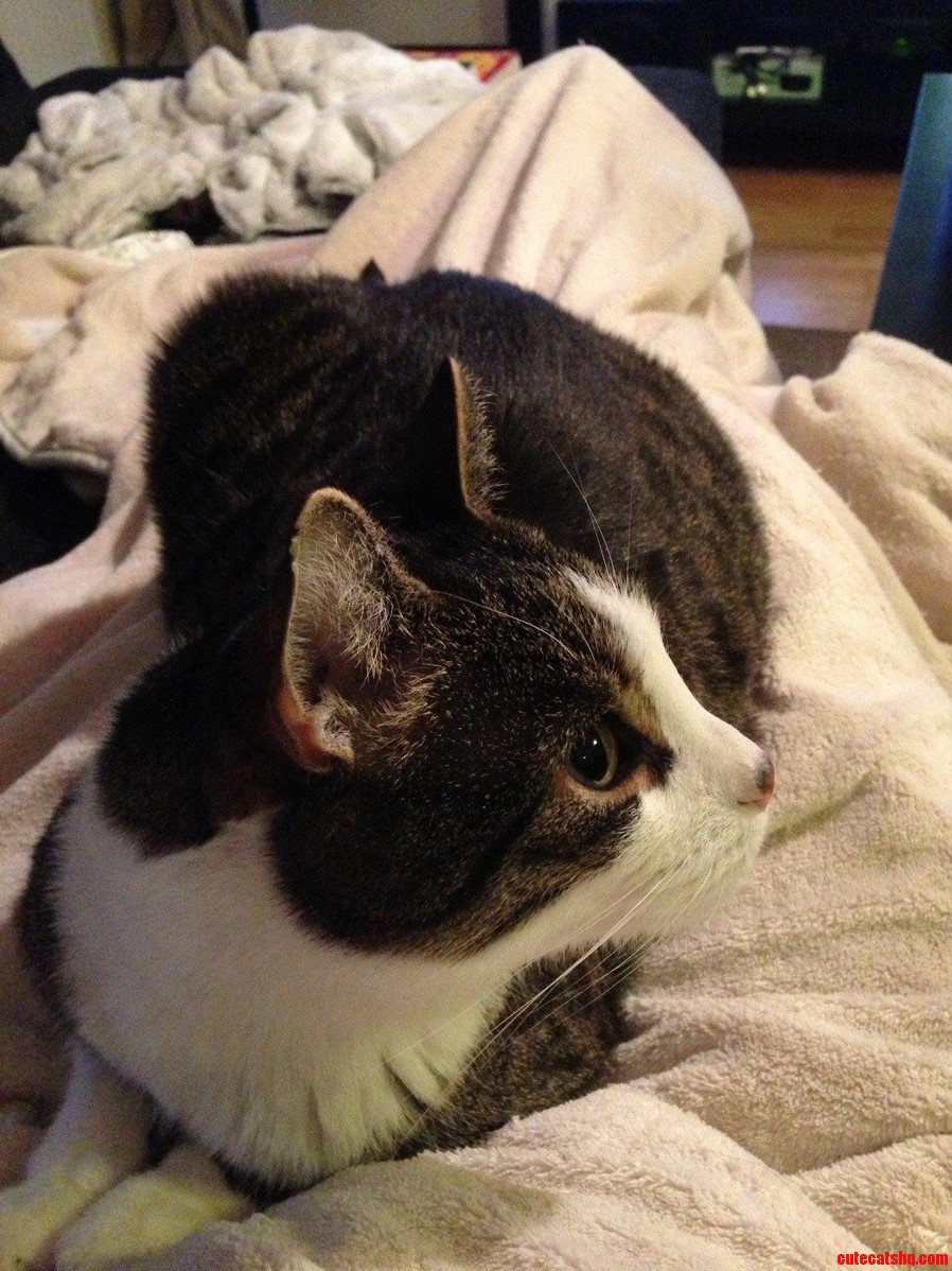 Love My Humans Heat Blanket