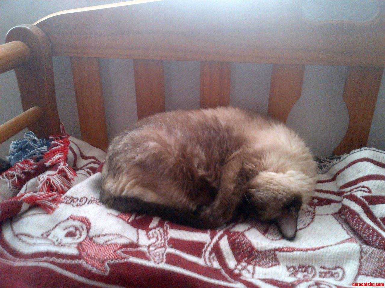 Lucy Is Over 20 Years Old but Still Sleeps Comfortably
