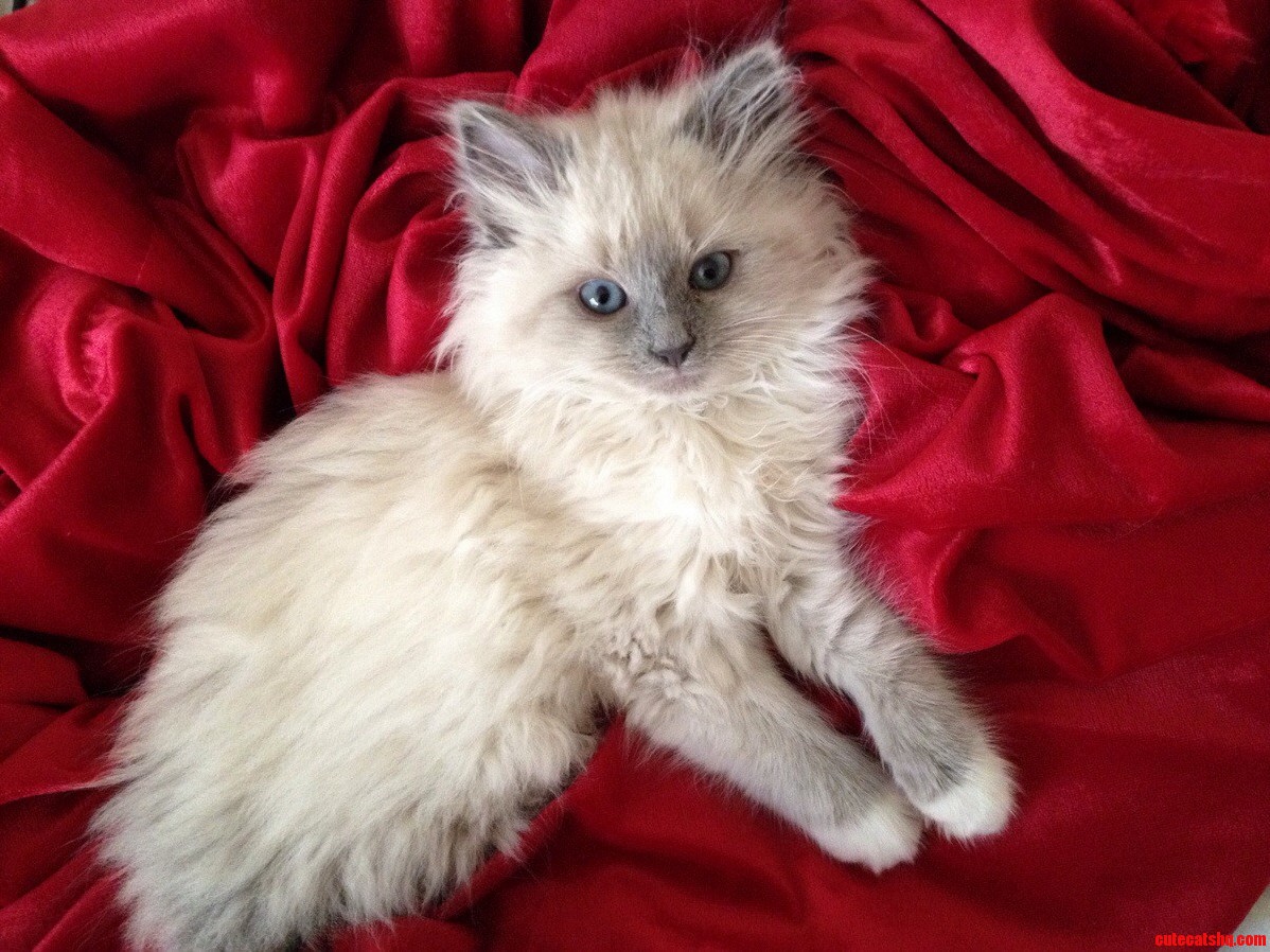 Lying on a Red Throw.