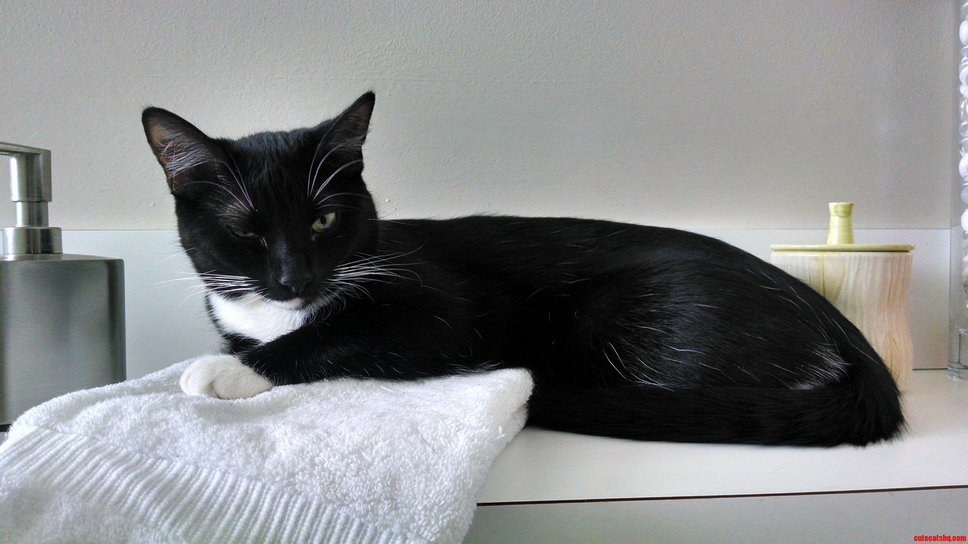 Maggie Seems to Love the Bathroom Countertop.