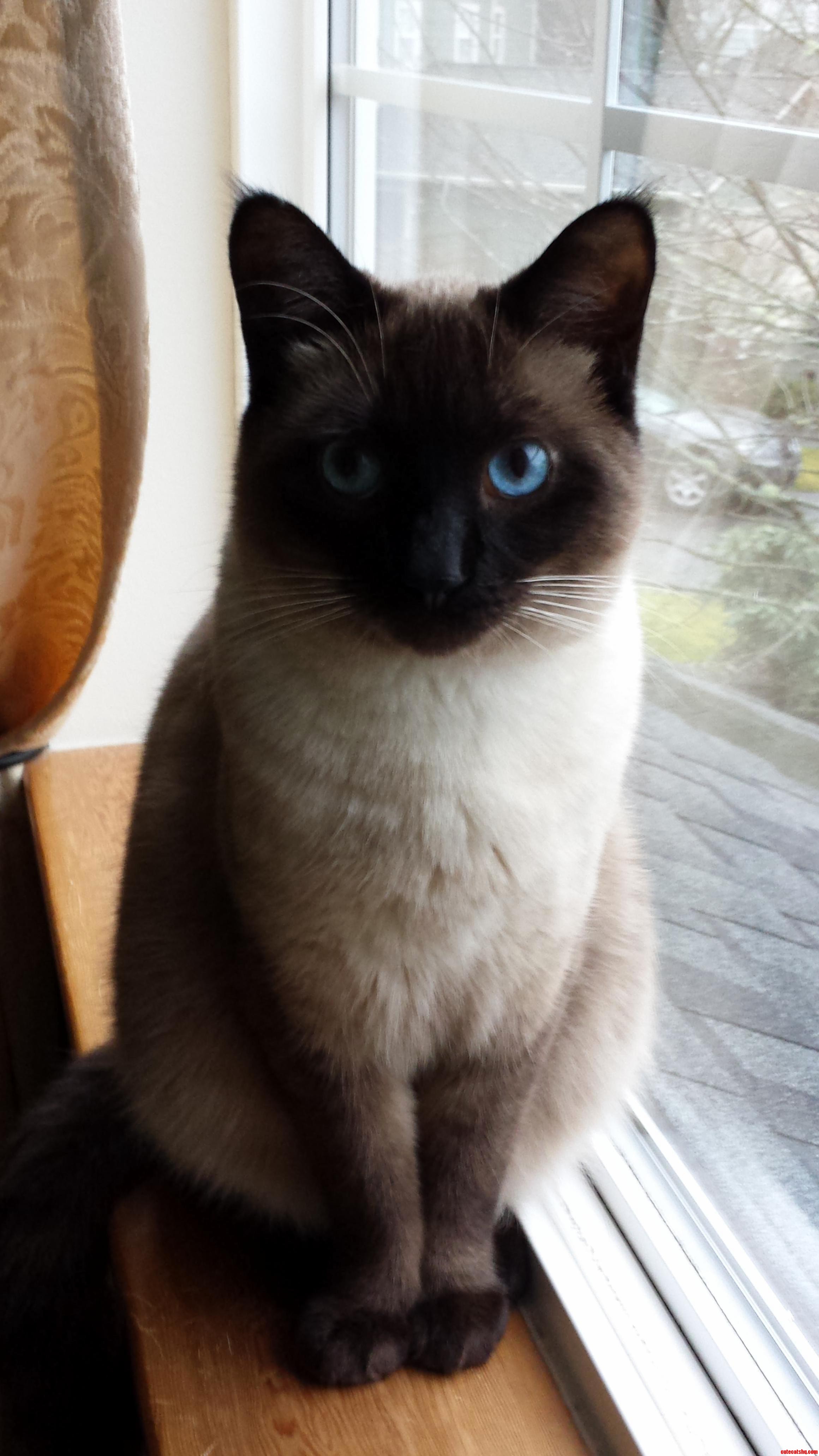 Mako Likes Standing on the Windowsill