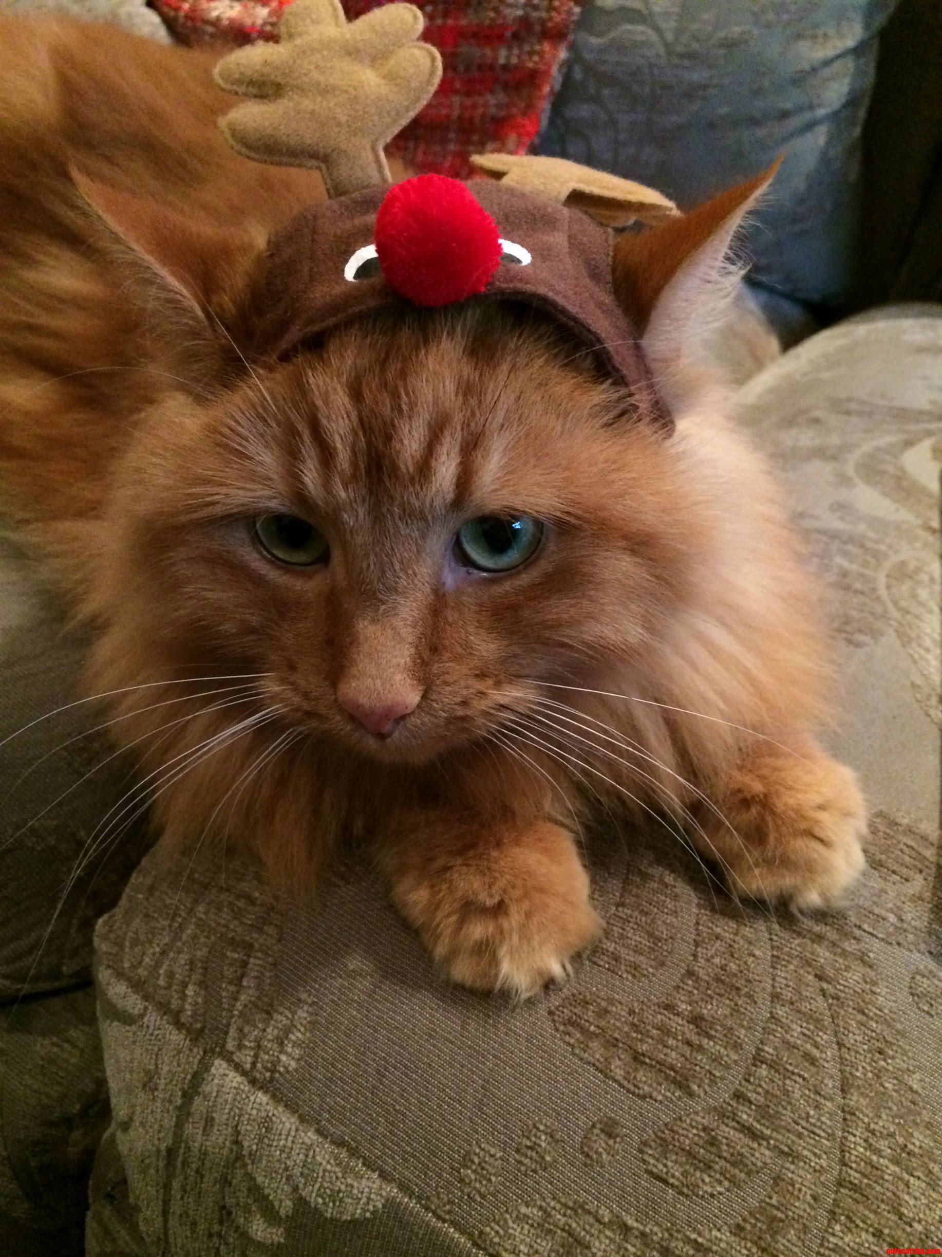 Meet Aslan the Angriest Reindeer of Them All.