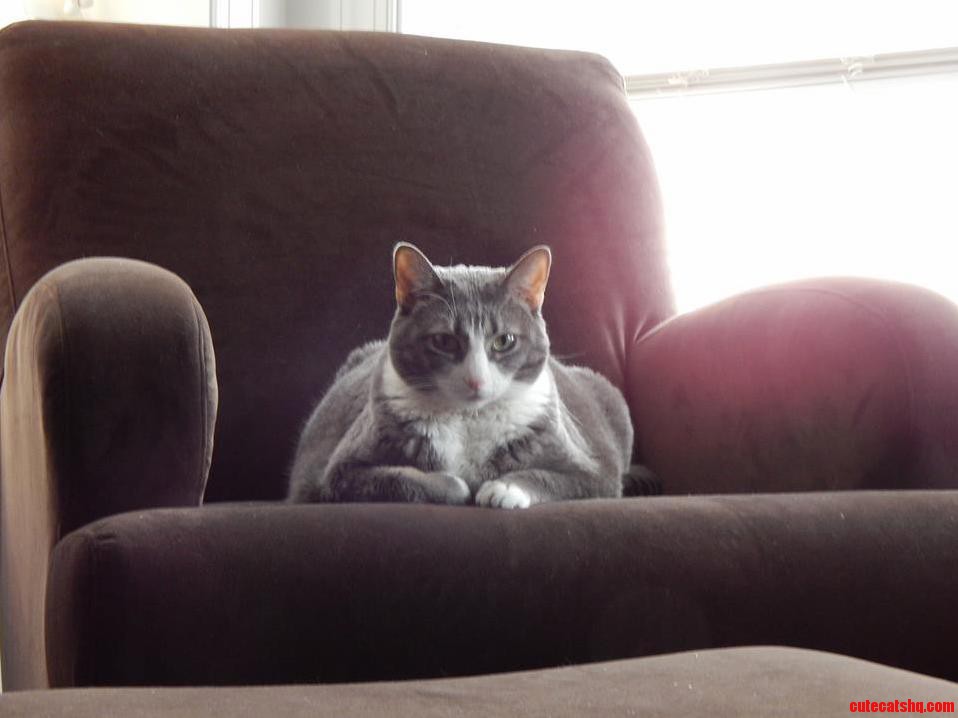 Meet Bella the Hut. She Also Responds to Jabba the Cat.
