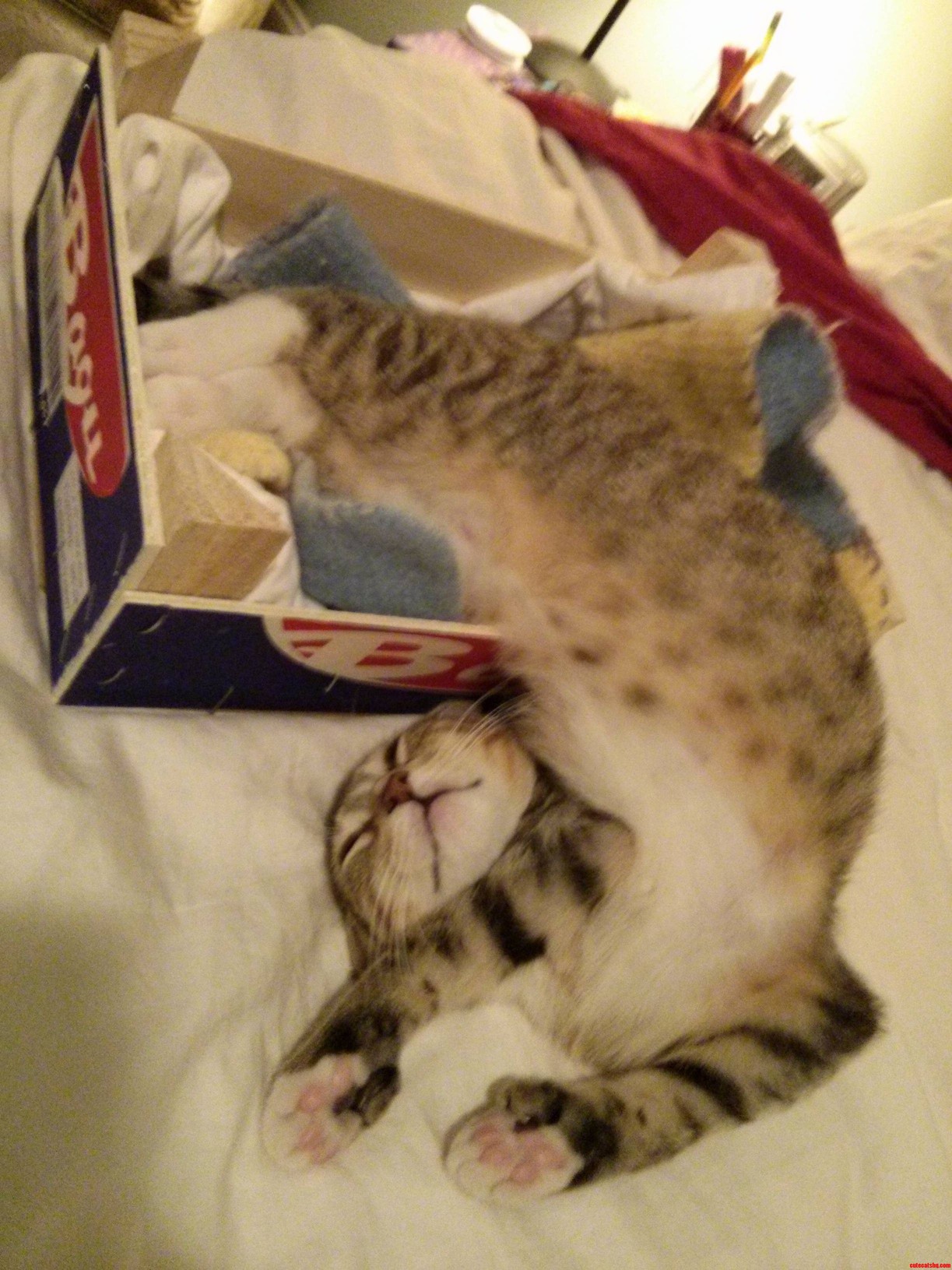 Meet Clyde He Hasnt Quite Learned to Box Yet but It Aint Gonna Stop Him.