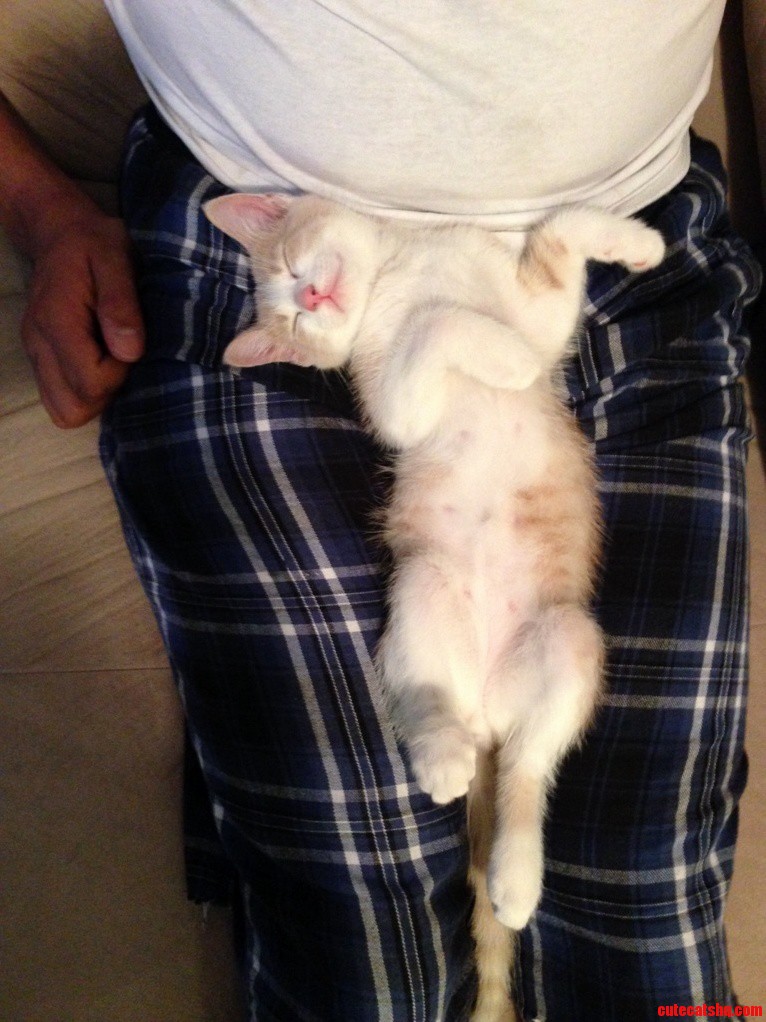 Meet Dexter