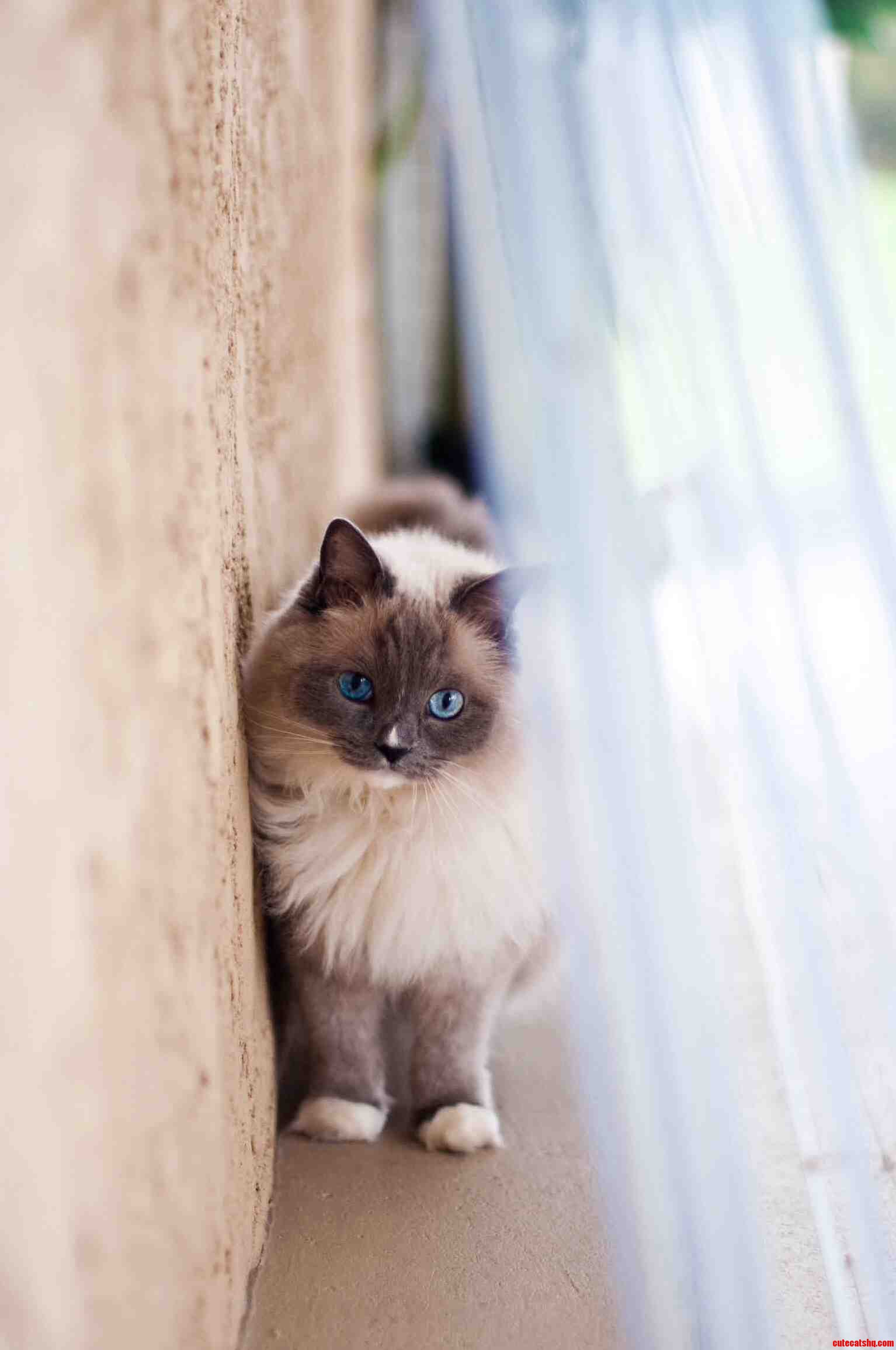 Meet Lola.