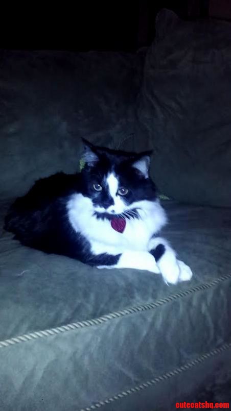 Meet Maxine. the Proper Kitty.