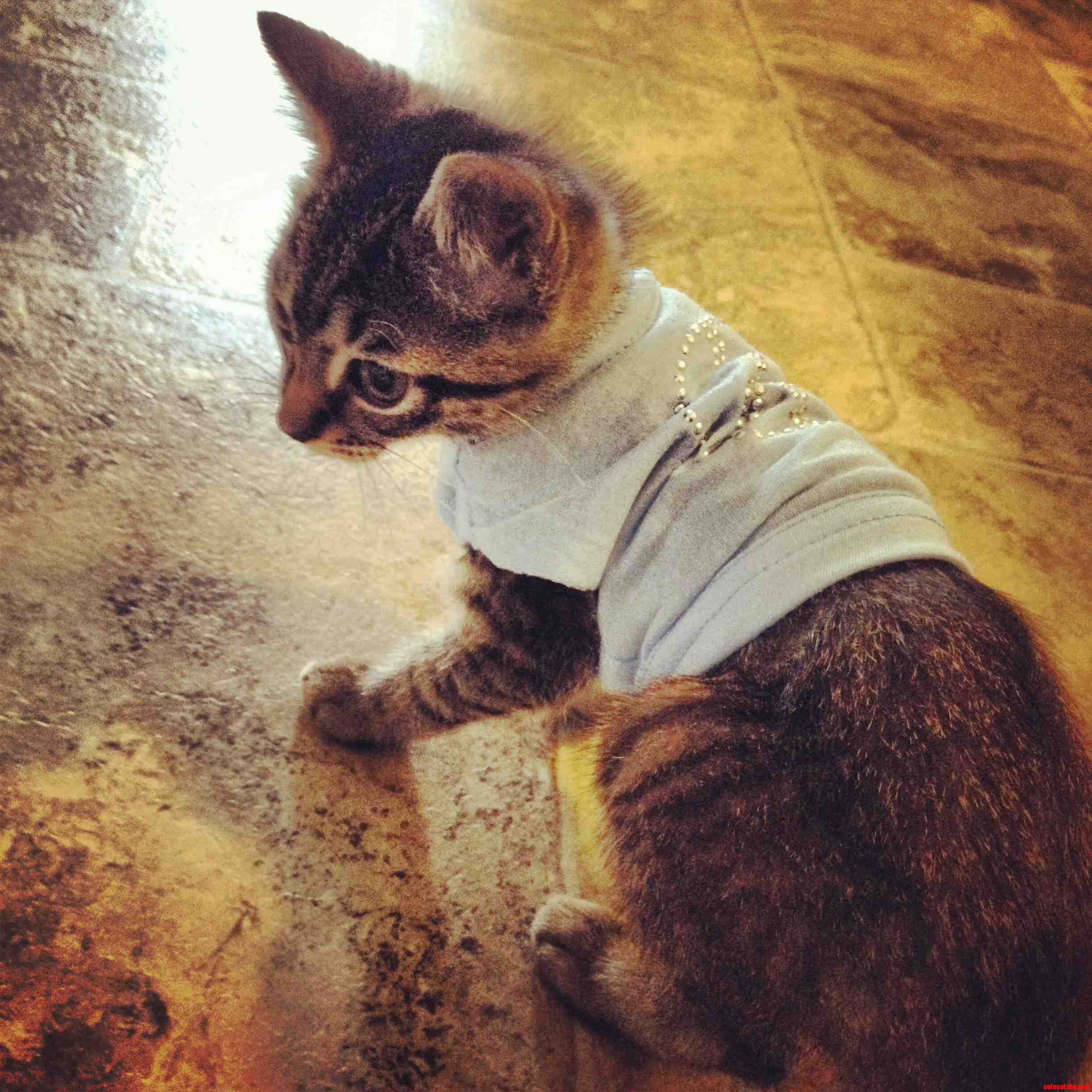 Meet Mister Cat