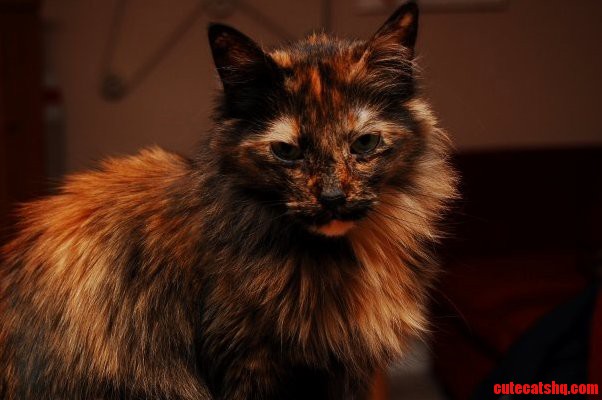 Meet My Cat...turtle