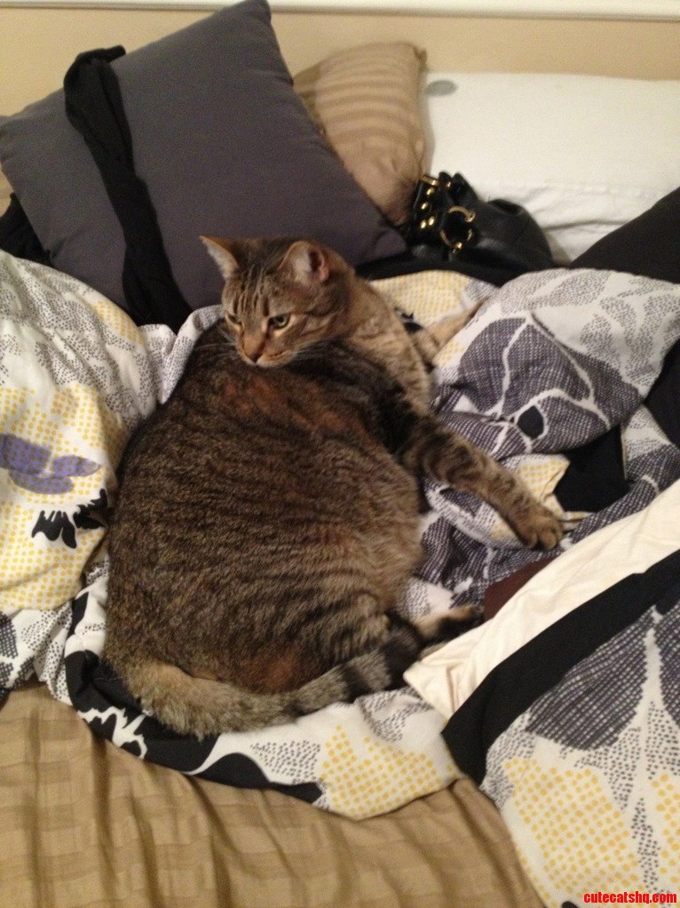 Meet My Friends Cat.