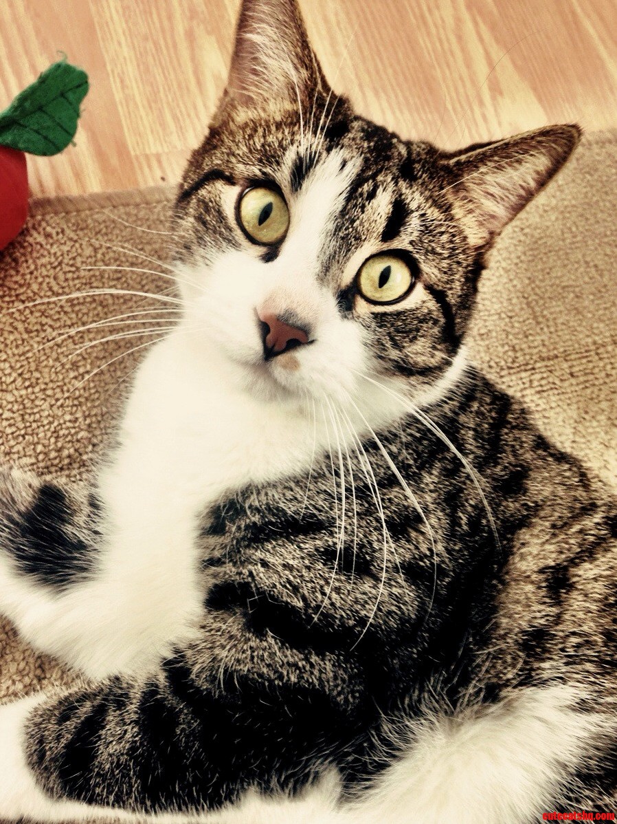 Meet My Pretty Awesome Cat Jack