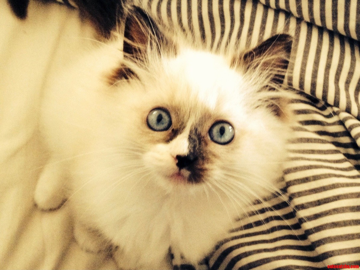 Meet My Very Curious Cat Nosey Rosey