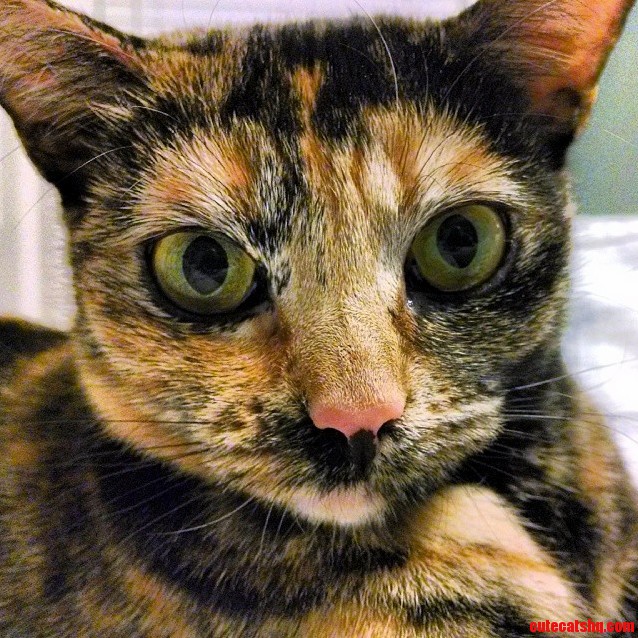 Meet Our Napa. Shes Sitting Still Just Long Enough for a Close-up.