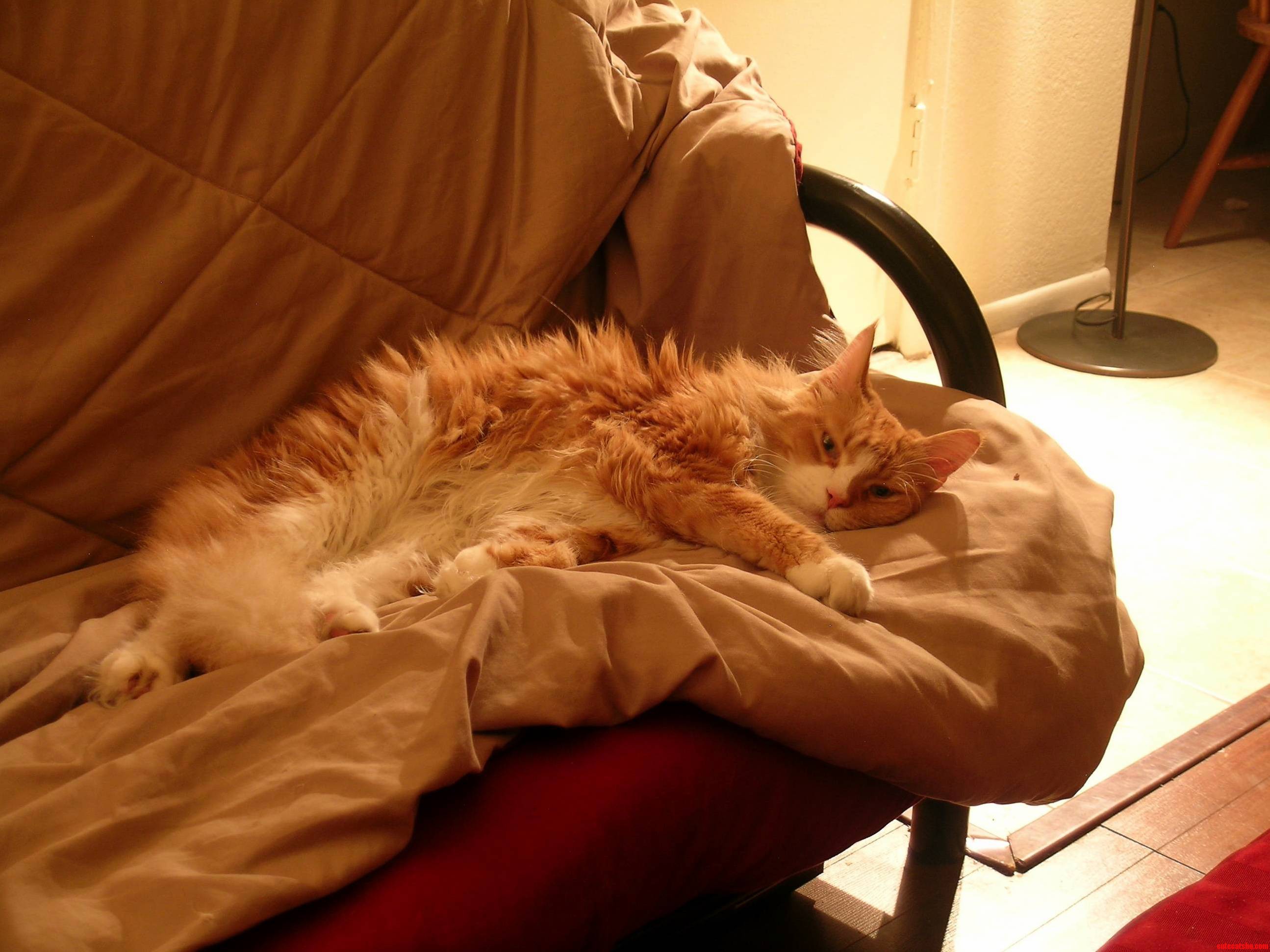 Meet Plato My Maine Coon