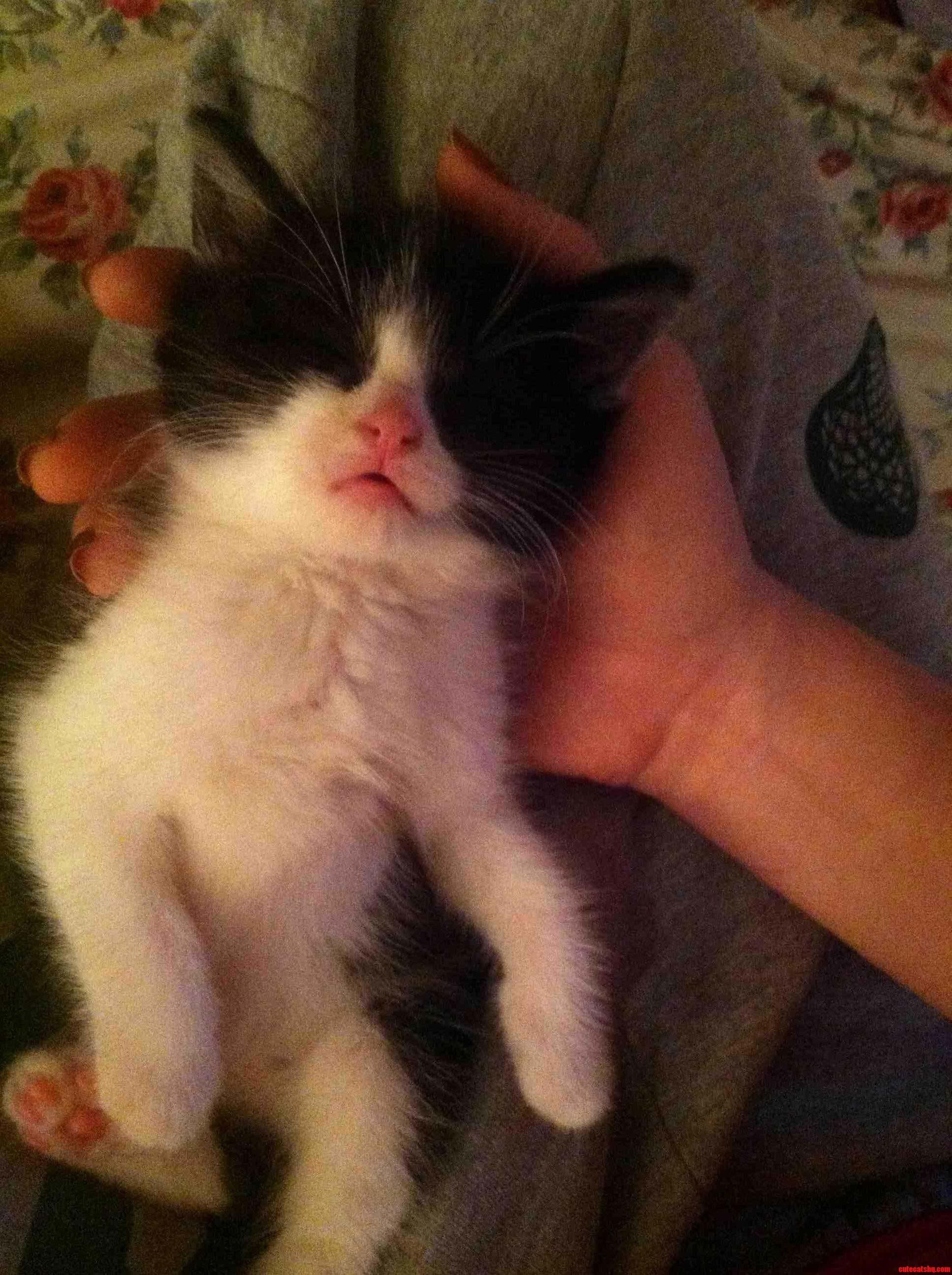 Meet Rosie