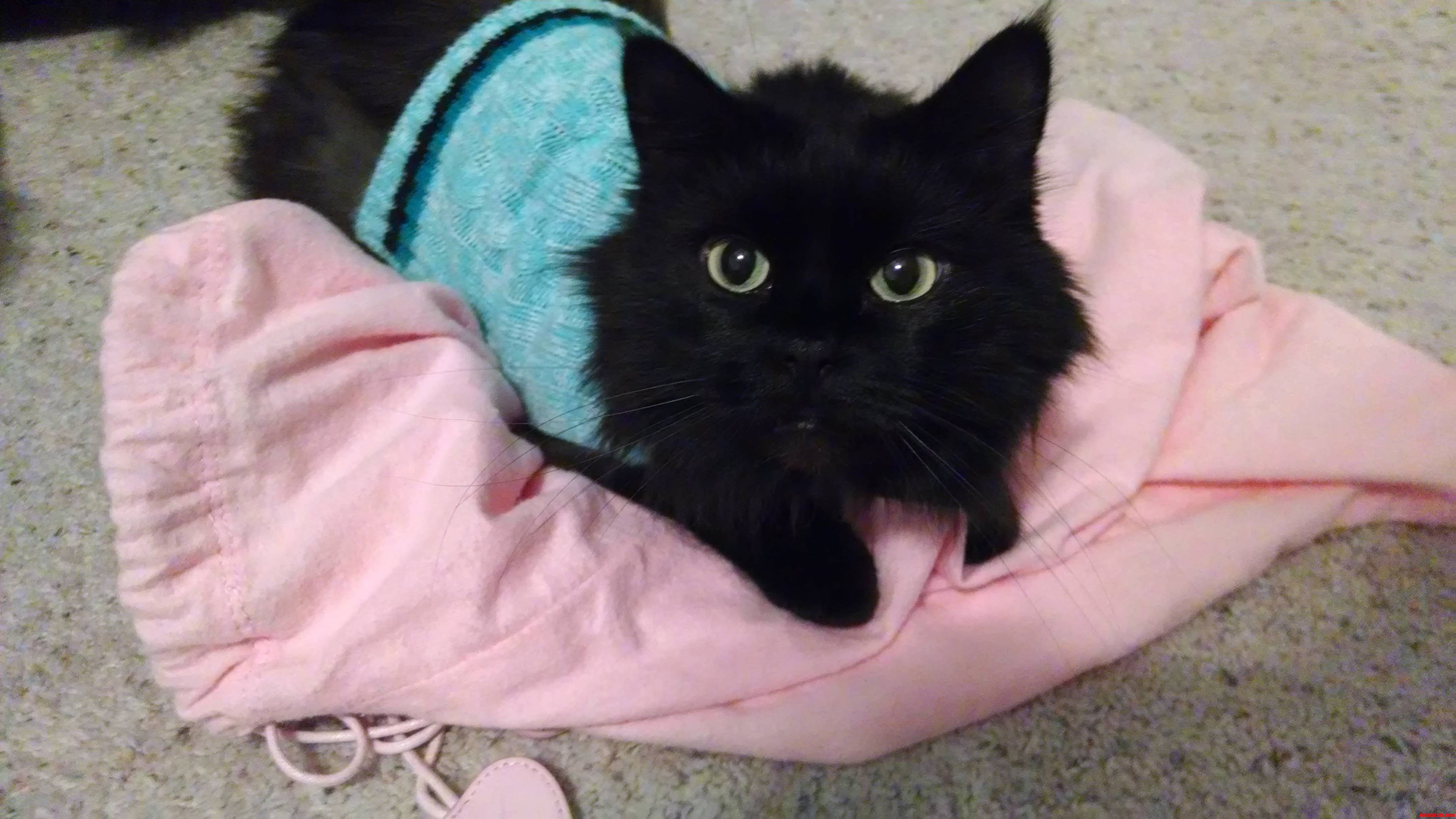 Meet Shadow