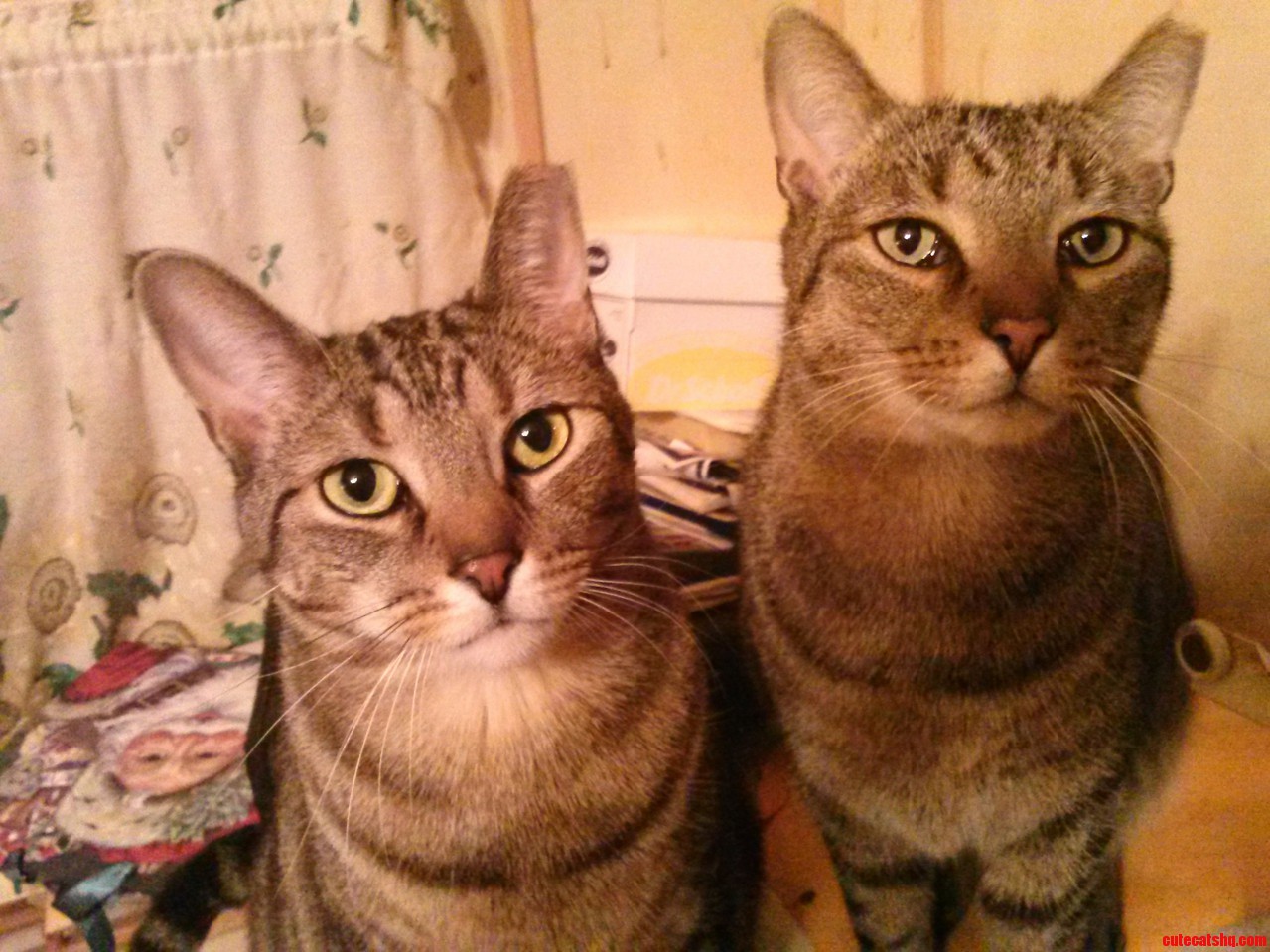 Meet Sissy and Buckethead.